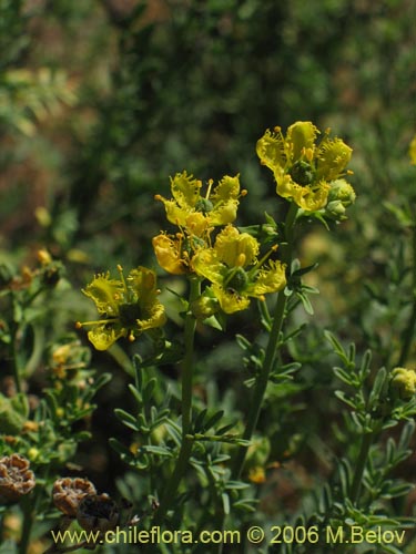 Imágen de Ruta chalepensis (). Haga un clic para aumentar parte de imágen.