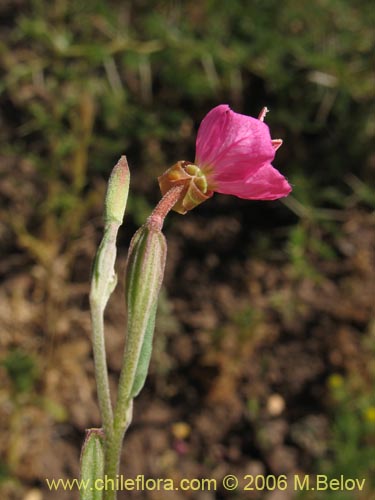 Imágen de Oenothera rosea (Enotera rosada). Haga un clic para aumentar parte de imágen.