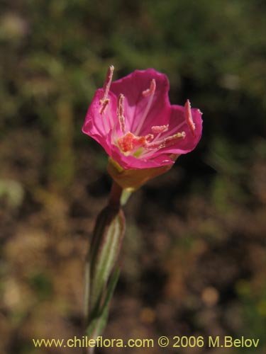 Bild von Oenothera rosea (Enotera rosada). Klicken Sie, um den Ausschnitt zu vergrössern.