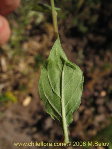 Bild von Oenothera rosea (Enotera rosada). Klicken Sie, um den Ausschnitt zu vergrössern.