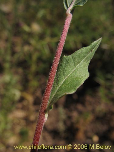 Bild von Oenothera rosea (Enotera rosada). Klicken Sie, um den Ausschnitt zu vergrössern.