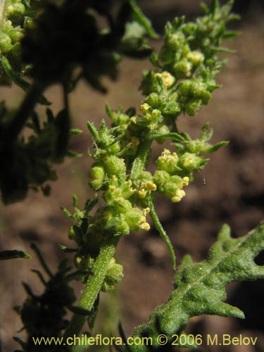 Фотография Chenopodium chilense (). Щелкните, чтобы увеличить вырез.