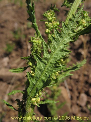 Bild von Chenopodium chilense (). Klicken Sie, um den Ausschnitt zu vergrössern.