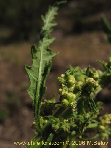Фотография Chenopodium chilense (). Щелкните, чтобы увеличить вырез.
