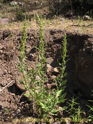 Bild von Chenopodium chilense (). Klicken Sie, um den Ausschnitt zu vergrössern.