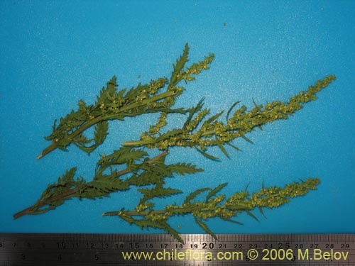 Bild von Chenopodium chilense (). Klicken Sie, um den Ausschnitt zu vergrössern.