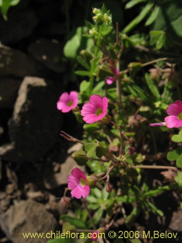 Bild von Oxalis sp. #1640 (). Klicken Sie, um den Ausschnitt zu vergrössern.