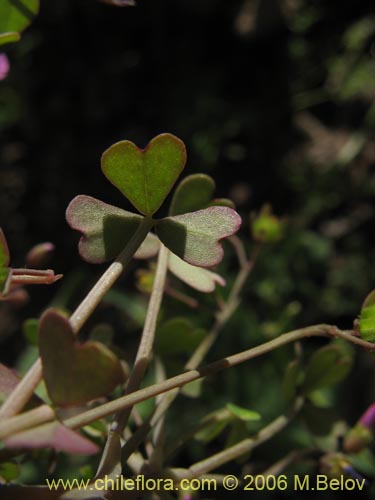 Image of Oxalis sp.   #1640 (). Click to enlarge parts of image.