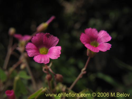 Imágen de Oxalis sp. #1640 (). Haga un clic para aumentar parte de imágen.