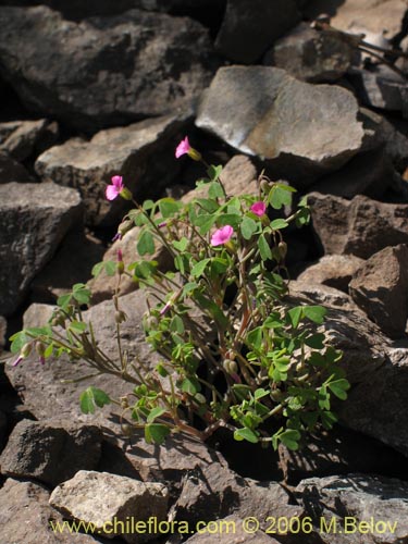 Oxalis sp. #1640의 사진