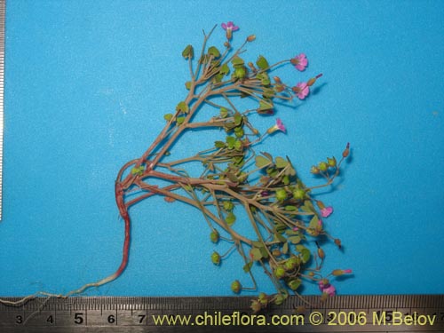 Image of Oxalis sp. #1640 (). Click to enlarge parts of image.