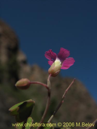 Image of Oxalis sp. #1640 (). Click to enlarge parts of image.