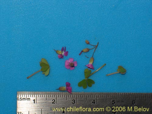 Imágen de Oxalis sp. #1640 (). Haga un clic para aumentar parte de imágen.