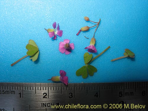 Image of Oxalis sp. #1640 (). Click to enlarge parts of image.