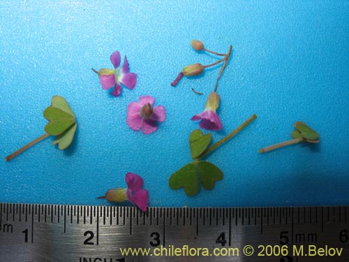 Oxalis sp. #1640的照片