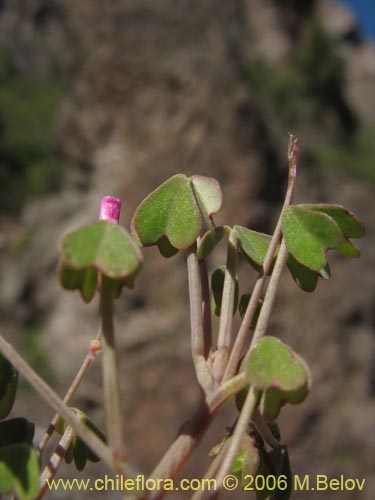 Imágen de Oxalis sp. #1640 (). Haga un clic para aumentar parte de imágen.