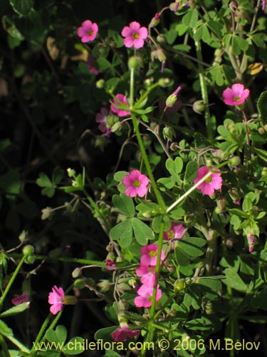 Imágen de Oxalis sp. #1640 (). Haga un clic para aumentar parte de imágen.