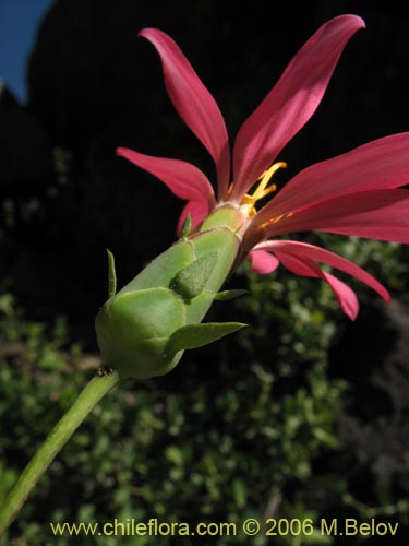 Image of Mutisia sp. similar Cana     #0649 (). Click to enlarge parts of image.