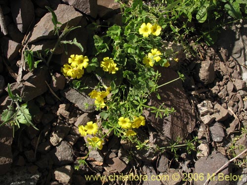 Imágen de Oxalis sp. #1641 (). Haga un clic para aumentar parte de imágen.