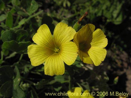 Bild von Oxalis sp. #1641 (). Klicken Sie, um den Ausschnitt zu vergrössern.