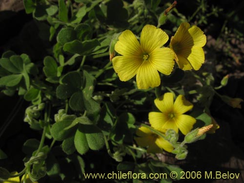 Image of Oxalis sp.   #1641 (). Click to enlarge parts of image.