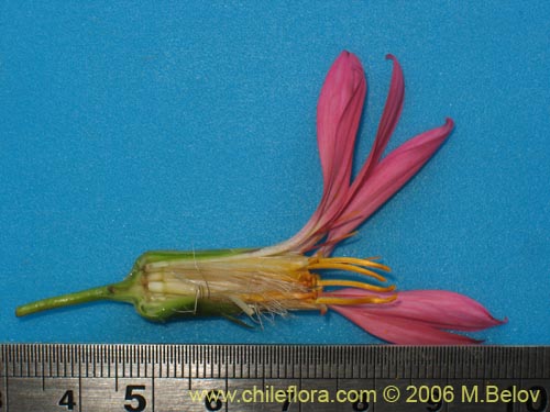 Image of Mutisia sp. similar Cana     #0649 (). Click to enlarge parts of image.