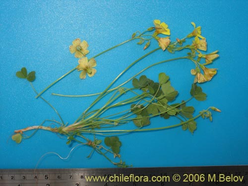 Oxalis sp. #1641的照片