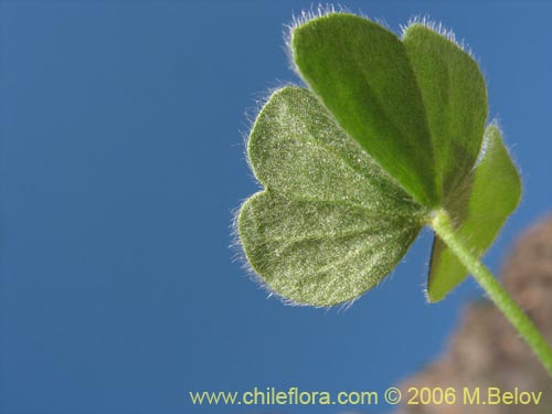 Oxalis sp. #1641の写真