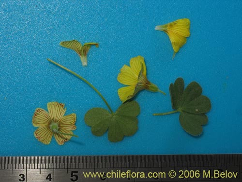 Imágen de Oxalis sp. #1641 (). Haga un clic para aumentar parte de imágen.