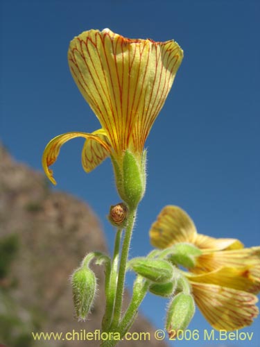 Oxalis sp. #1641의 사진