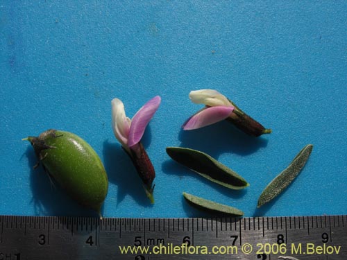 Фотография Astragalus cruckshanksii (Hierba loca). Щелкните, чтобы увеличить вырез.