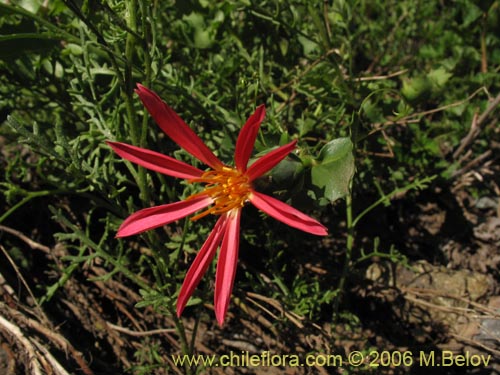 Image of Mutisia sp. similar Cana     #0649 (). Click to enlarge parts of image.