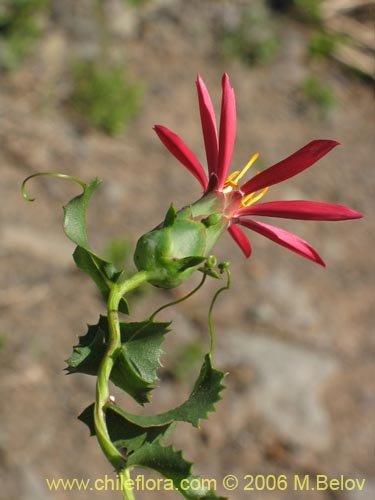 Image of Mutisia sp. similar Cana     #0649 (). Click to enlarge parts of image.