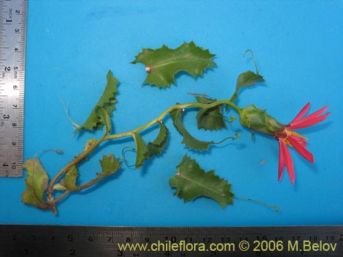 Image of Mutisia sp. similar Cana     #0649 (). Click to enlarge parts of image.