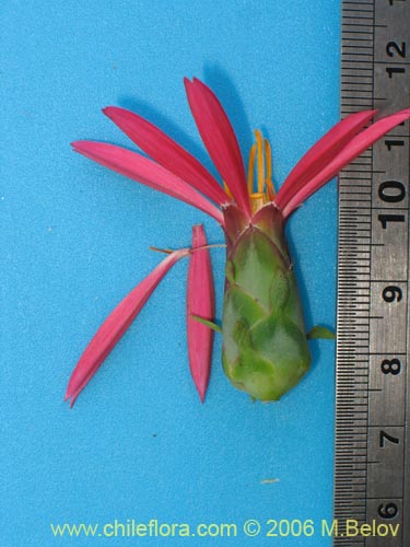 Image of Mutisia sp. similar Cana     #0649 (). Click to enlarge parts of image.