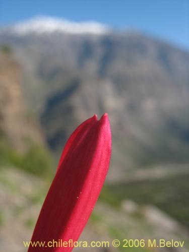 Mutisia sp. similar Cana     #0649の写真