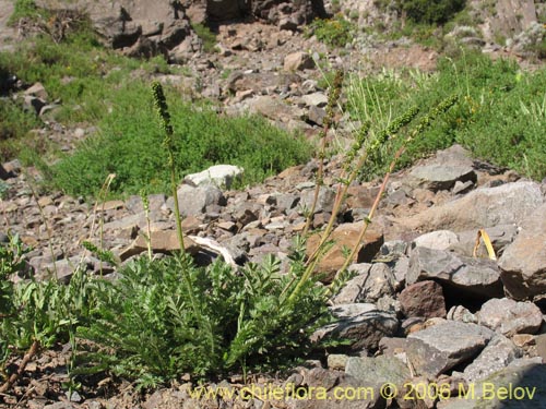 Image of Acaena pinnatifida (Pimpinela cimarrona / Abrojo). Click to enlarge parts of image.