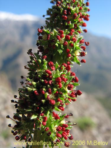 Imgen de Acaena pinnatifida (Pimpinela cimarrona / Abrojo). Haga un clic para aumentar parte de imgen.