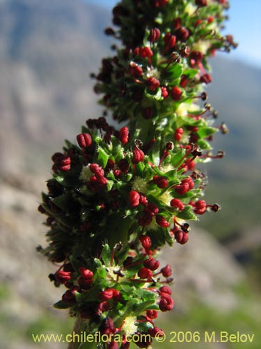 Imágen de Acaena pinnatifida (Pimpinela cimarrona / Abrojo). Haga un clic para aumentar parte de imágen.