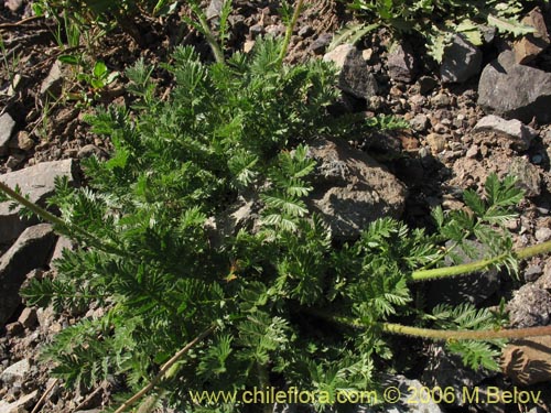 Imágen de Acaena pinnatifida (Pimpinela cimarrona / Abrojo). Haga un clic para aumentar parte de imágen.