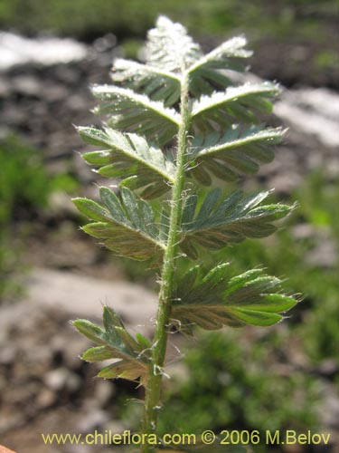 Image of Acaena pinnatifida (Pimpinela cimarrona / Abrojo). Click to enlarge parts of image.