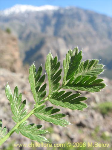 Image of Acaena pinnatifida (Pimpinela cimarrona / Abrojo). Click to enlarge parts of image.