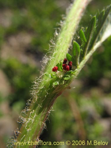 Bild von Acaena pinnatifida (Pimpinela cimarrona / Abrojo). Klicken Sie, um den Ausschnitt zu vergrössern.