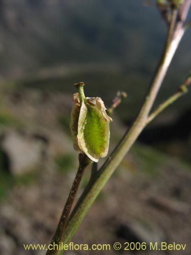 Valeriana sp. #1642的照片