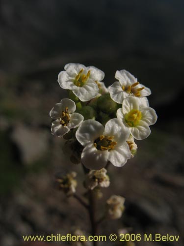 Valeriana sp. #1642的照片