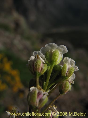 Valeriana sp. #1642の写真