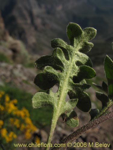 Imágen de Valeriana sp. #1642 (). Haga un clic para aumentar parte de imágen.