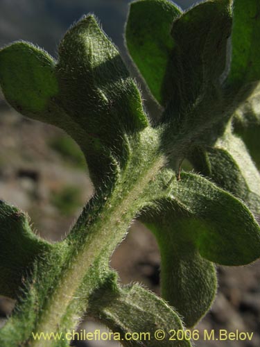 Bild von Valeriana sp. #1642 (). Klicken Sie, um den Ausschnitt zu vergrössern.