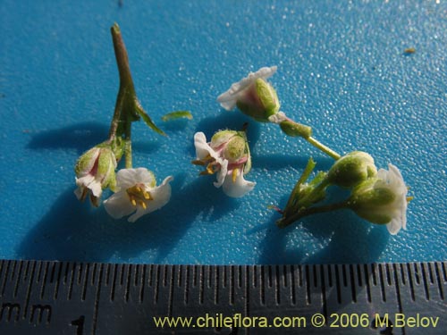 Image of Valeriana sp.   #1642 (). Click to enlarge parts of image.