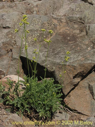 Valeriana verticillata의 사진